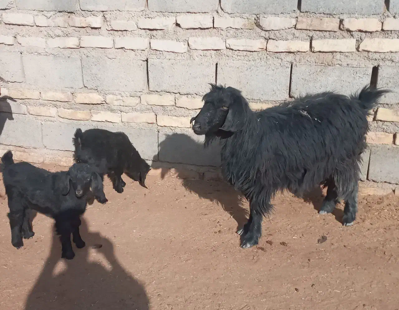 فروش حیوانات خانگی|حیوانات مزرعه|هامون, |دیوار