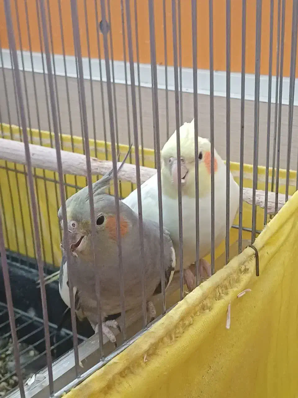 یک جفت عروس هلندی بسیار زیبا|پرنده|پیشوا, |دیوار