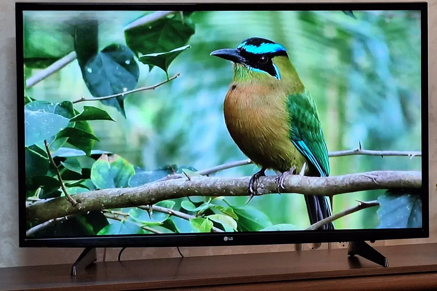 تلویزیون|تلویزیون و پروژکتور|گنبد کاووس, |دیوار