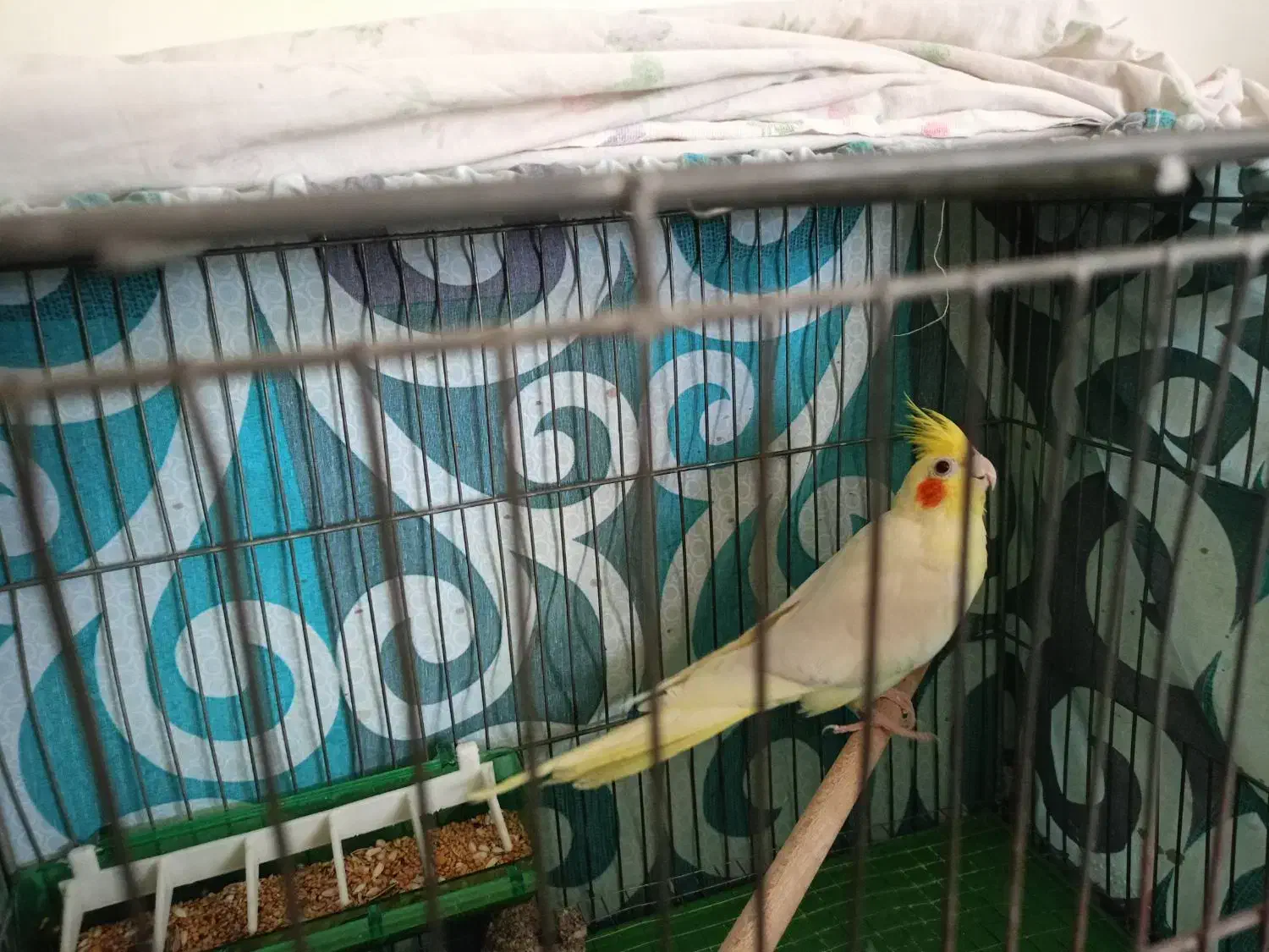 عروس هلندی لوتینو|پرنده|مبارکه, |دیوار