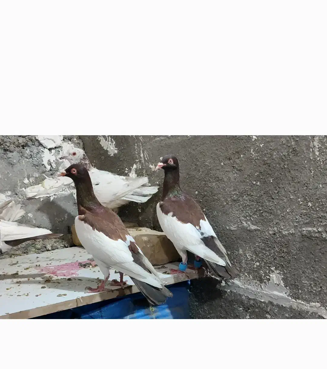 پرنده as|پرنده|بردسکن, |دیوار