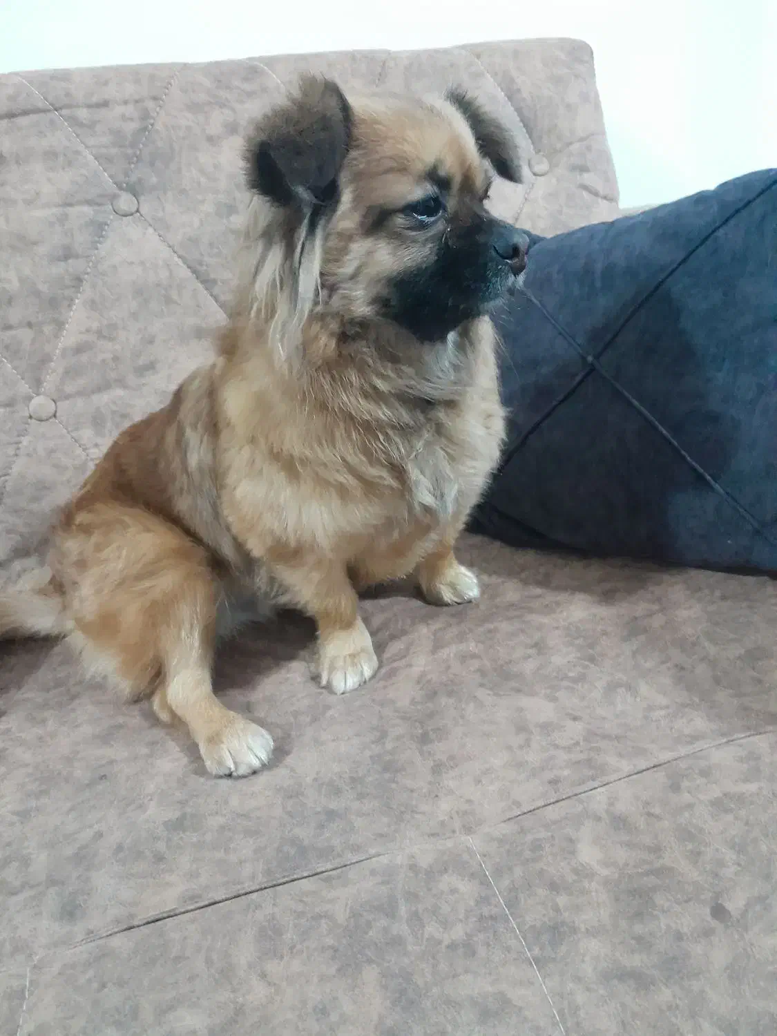 فروش پیکینیز قهوه ای|سگ|بروجرد, |دیوار