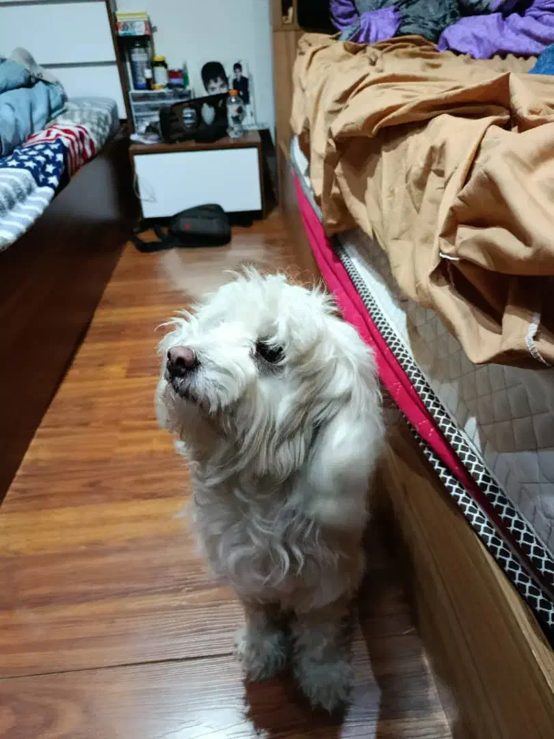 واگذاری|سگ|تهران, سازمان برنامه جنوبی|دیوار