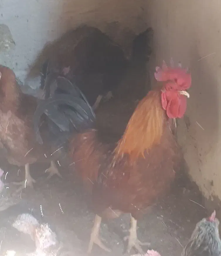 خروس جوان|پرنده|خمینیشهر, |دیوار