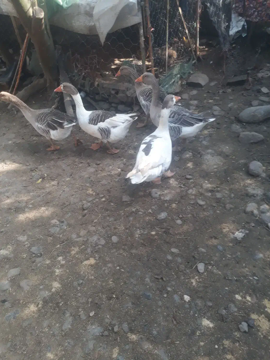 غاز|حیوانات مزرعه|سیاهکل, |دیوار