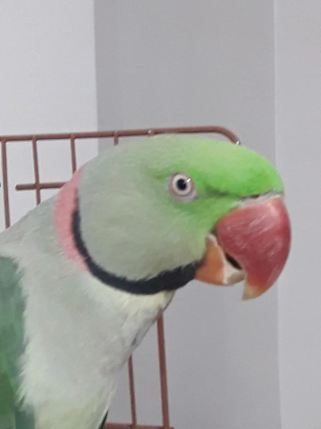 شاه طوطی|پرنده|قائم‌شهر, |دیوار