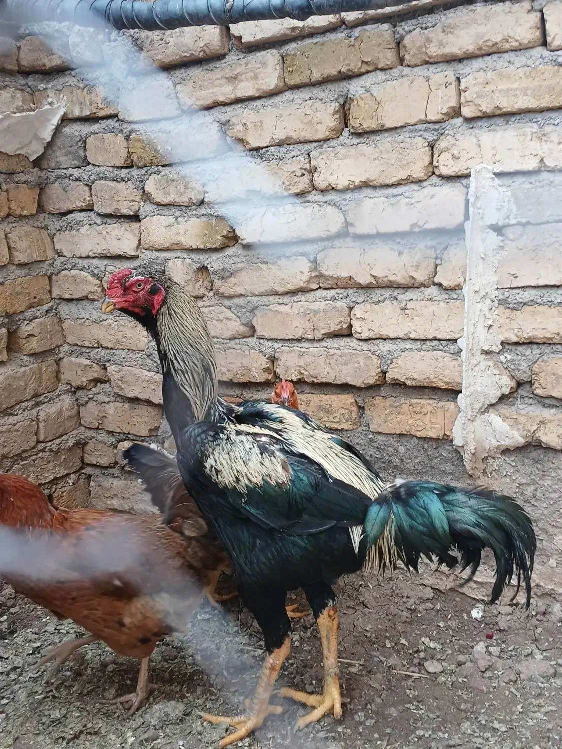 خروس لاری|حیوانات مزرعه|محمدیه-قزوین, |دیوار