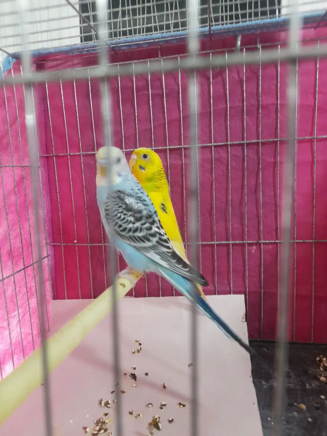 مرغ عشق رنگی خوشکل،نروماده،جوان،ماده زرد نرآبی|پرنده|رشت, سلیمانداراب|دیوار