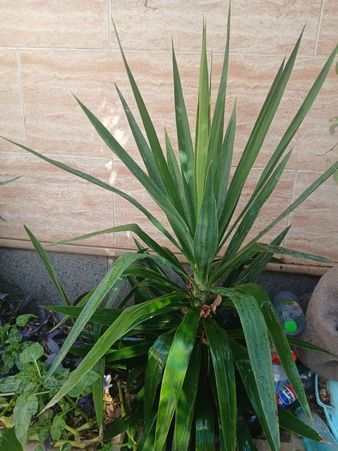 گل یوکا چند سر|گل و گیاه طبیعی|فیروزآباد (فارس), |دیوار