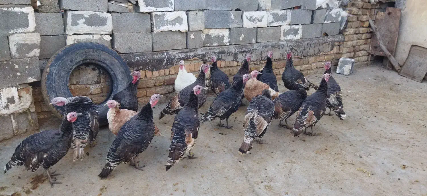 بوقلمون کوردی|حیوانات مزرعه|کامیاران, |دیوار