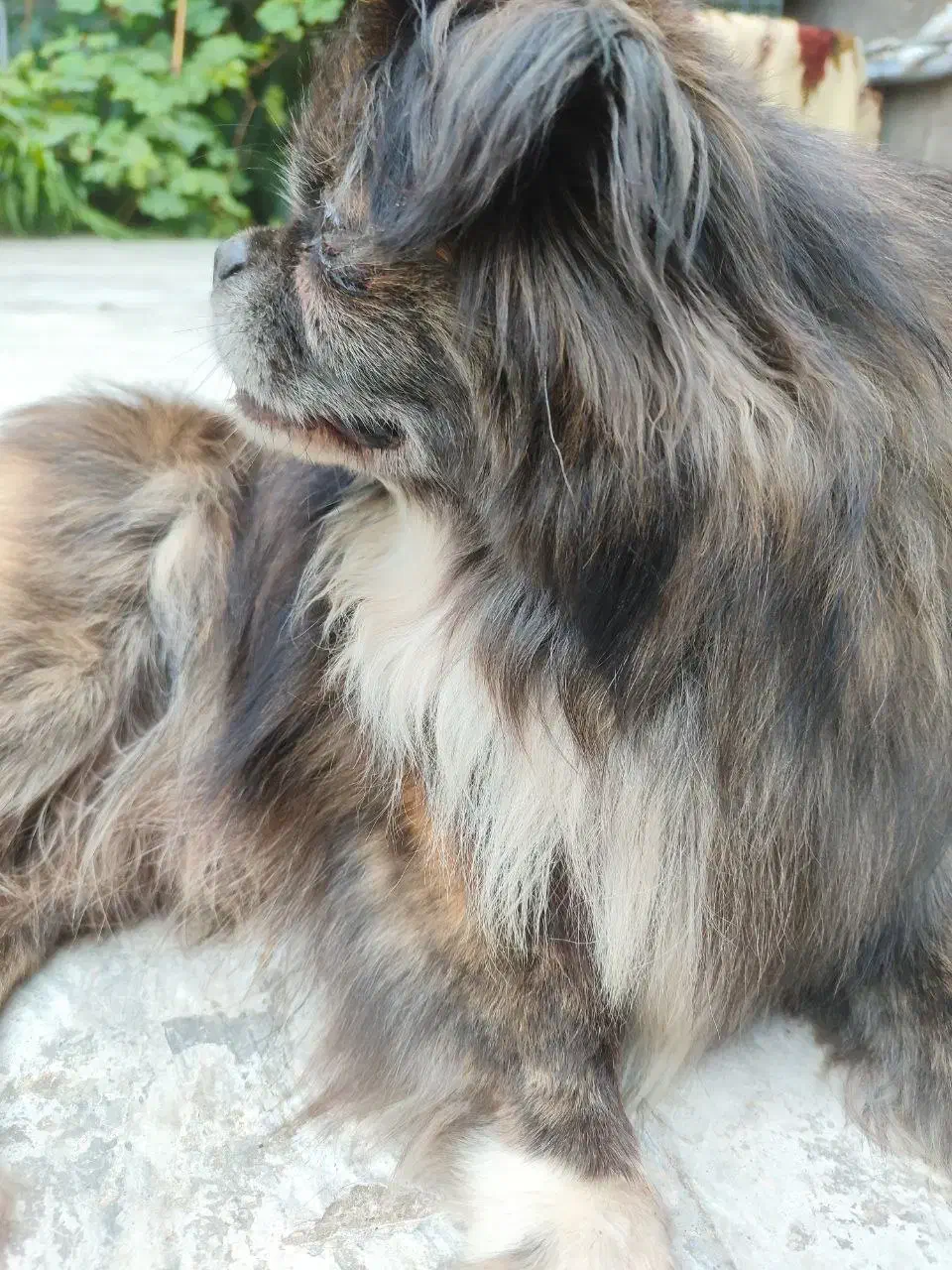 سگ گمشده در صورت دیدن تماس بگیرید|حیوانات|قائمشهر, |دیوار