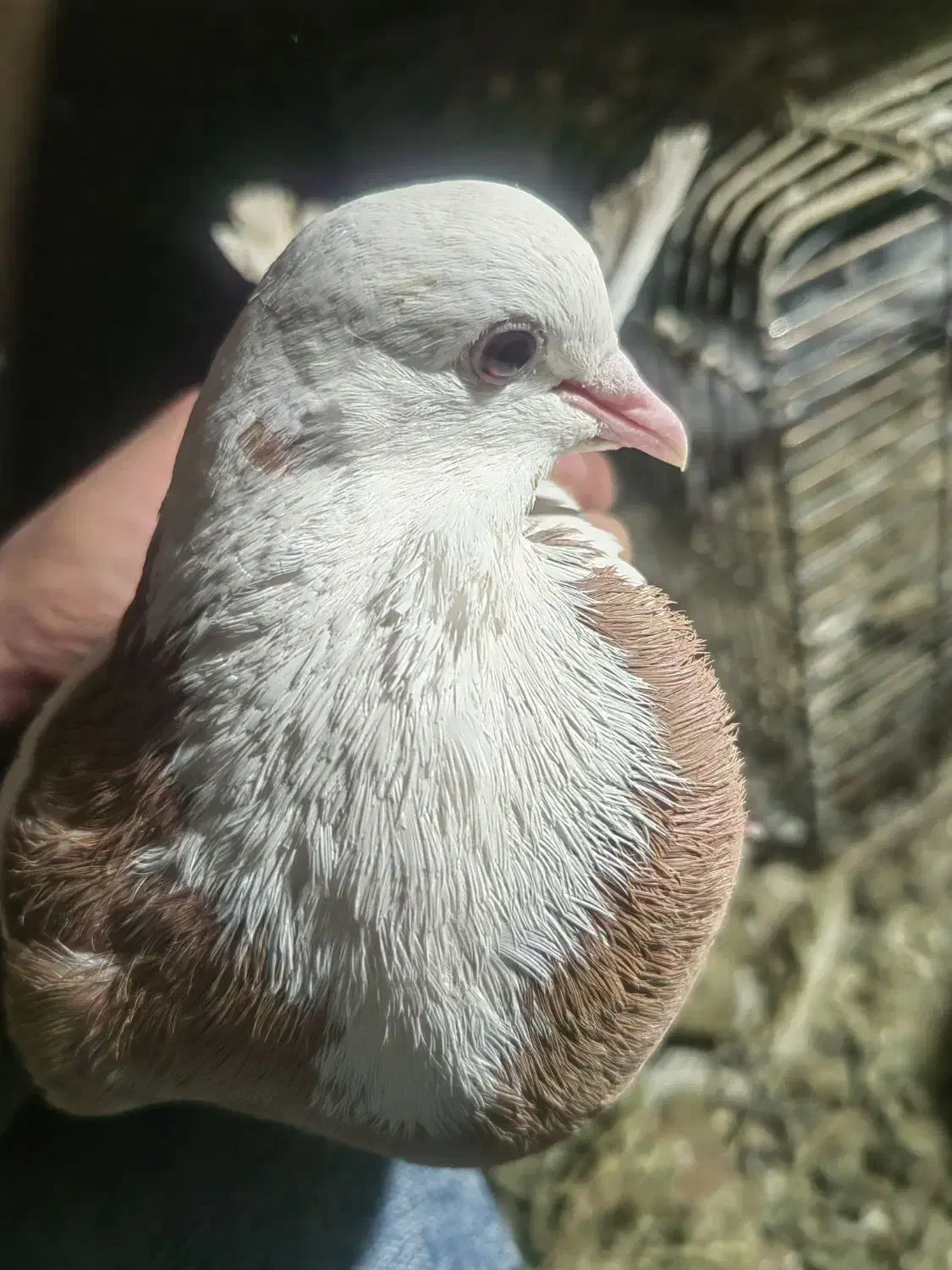 کبوتر|پرنده|سلماس, |دیوار