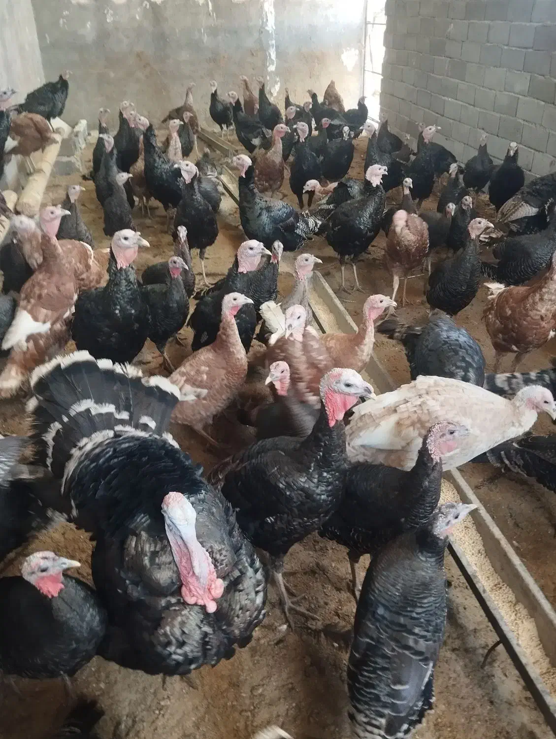 بوقلمون ماده|حیوانات مزرعه|رامند, |دیوار