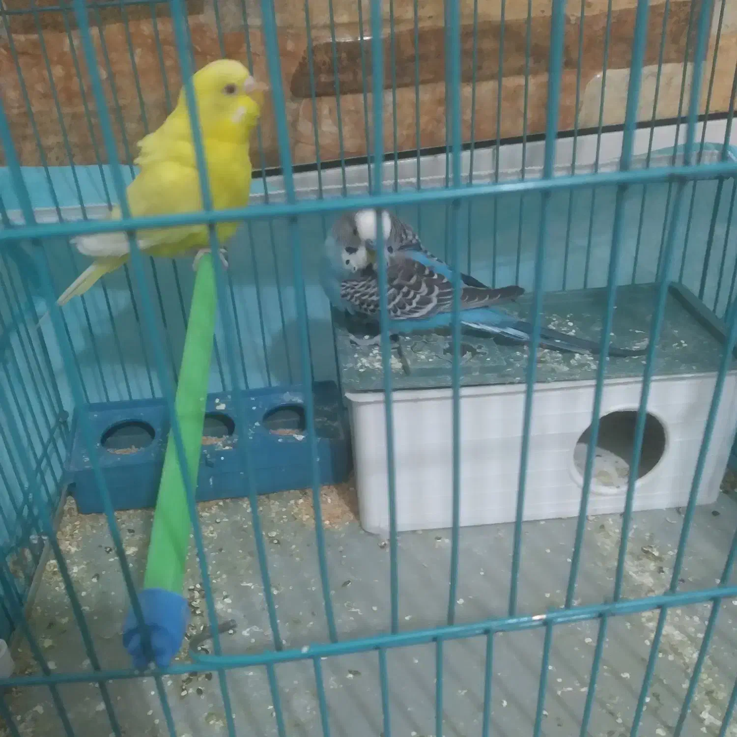 مرغ عشق|پرنده|مرودشت, رامجرد یک|دیوار