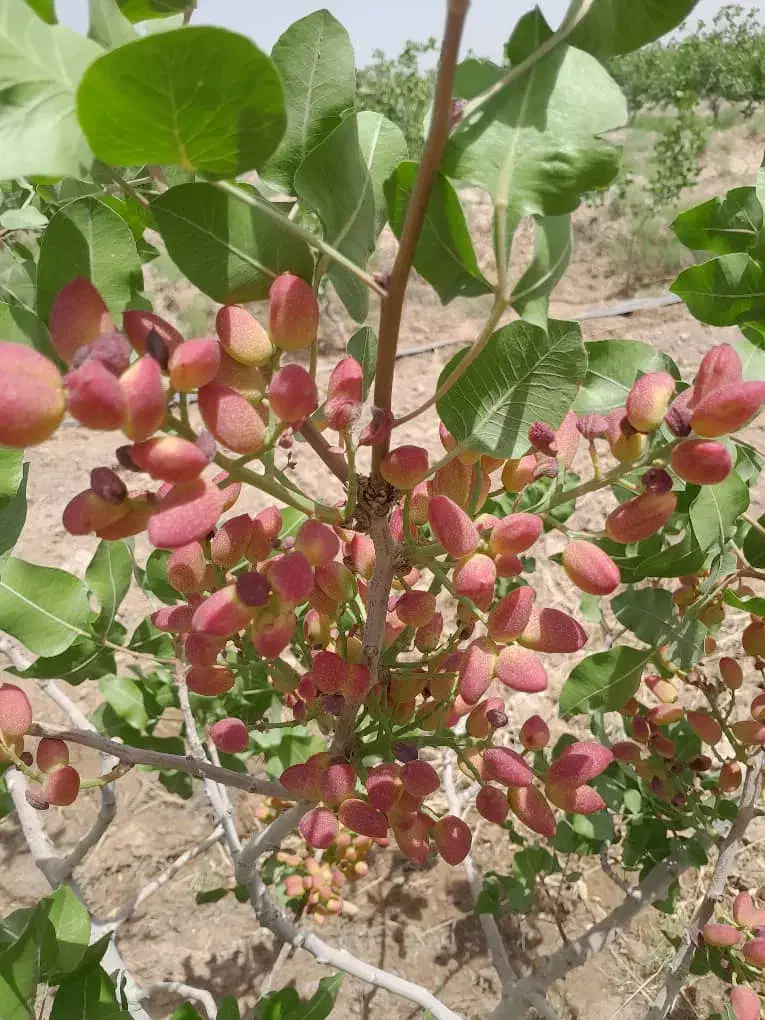 معاوضه باغ پسته ثمری قیمت توافقی|فروش زمین و ملک کلنگی|مرودشت, مجد آباد|دیوار