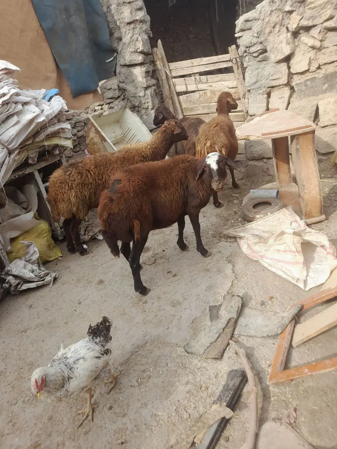 گوسفند زنده کیلوی ۲۶۰۰۰تومن|حیوانات مزرعه|میانه, |دیوار