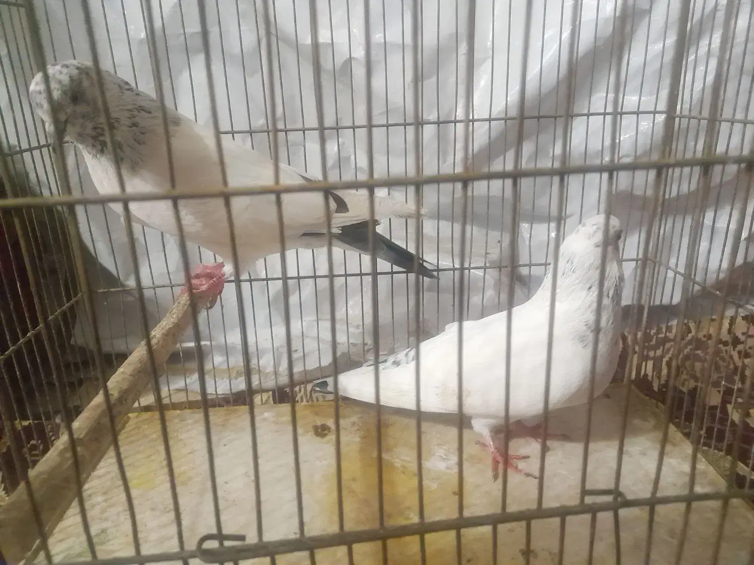 یک جفت کبوتر با جوجه|پرنده|رشت, پاره بیجار|دیوار