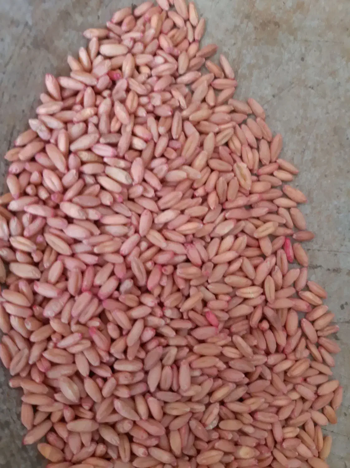 گندم بذری سرداری|گل و گیاه طبیعی|صحنه, |دیوار