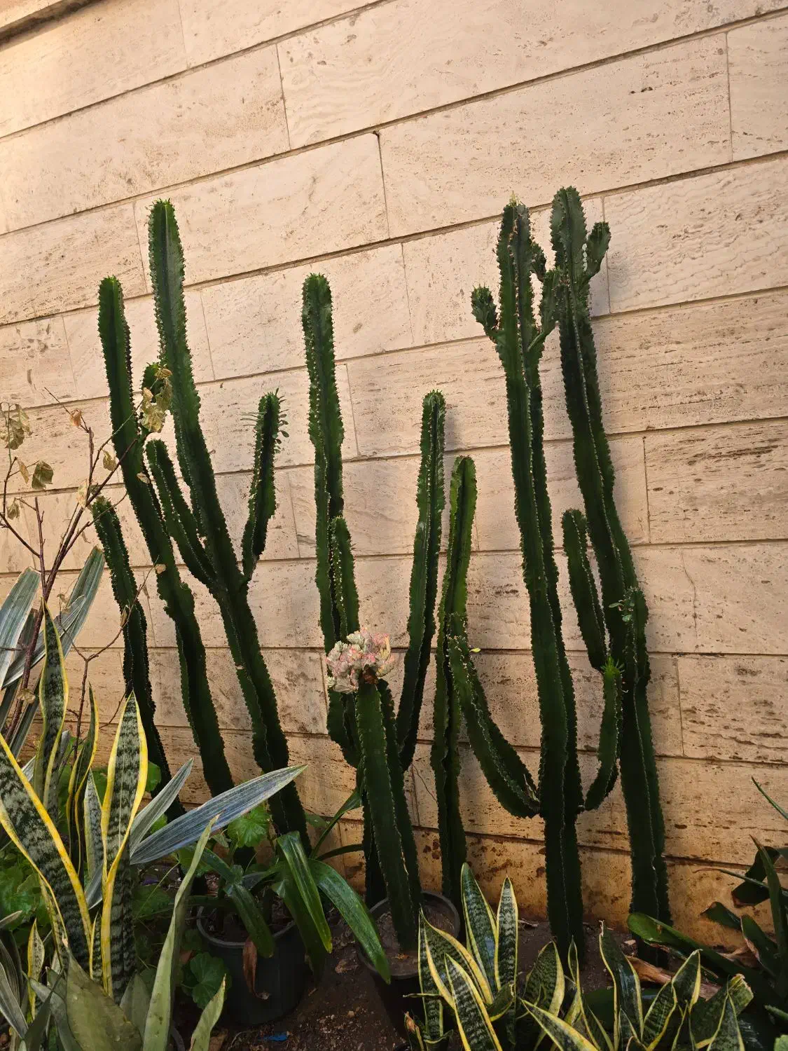 افوربیا چند سر|گل و گیاه طبیعی|تهران, سلسبیل شمالی|دیوار