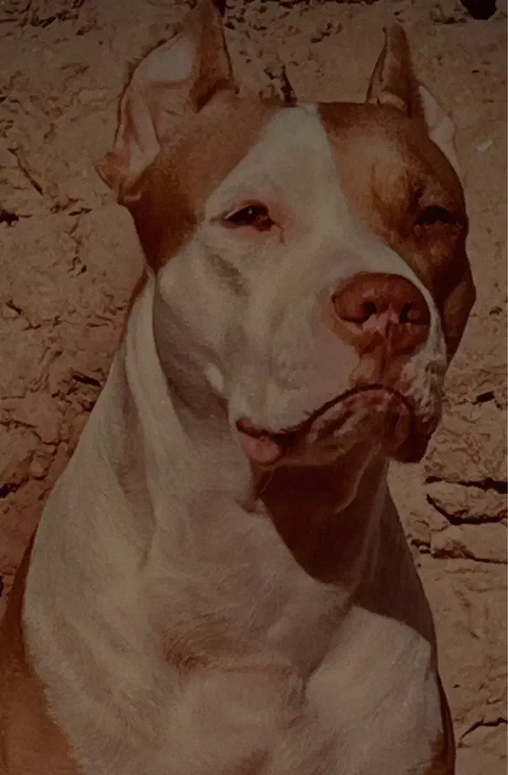 اموزش‌ سگ|سگ|یزد, |دیوار