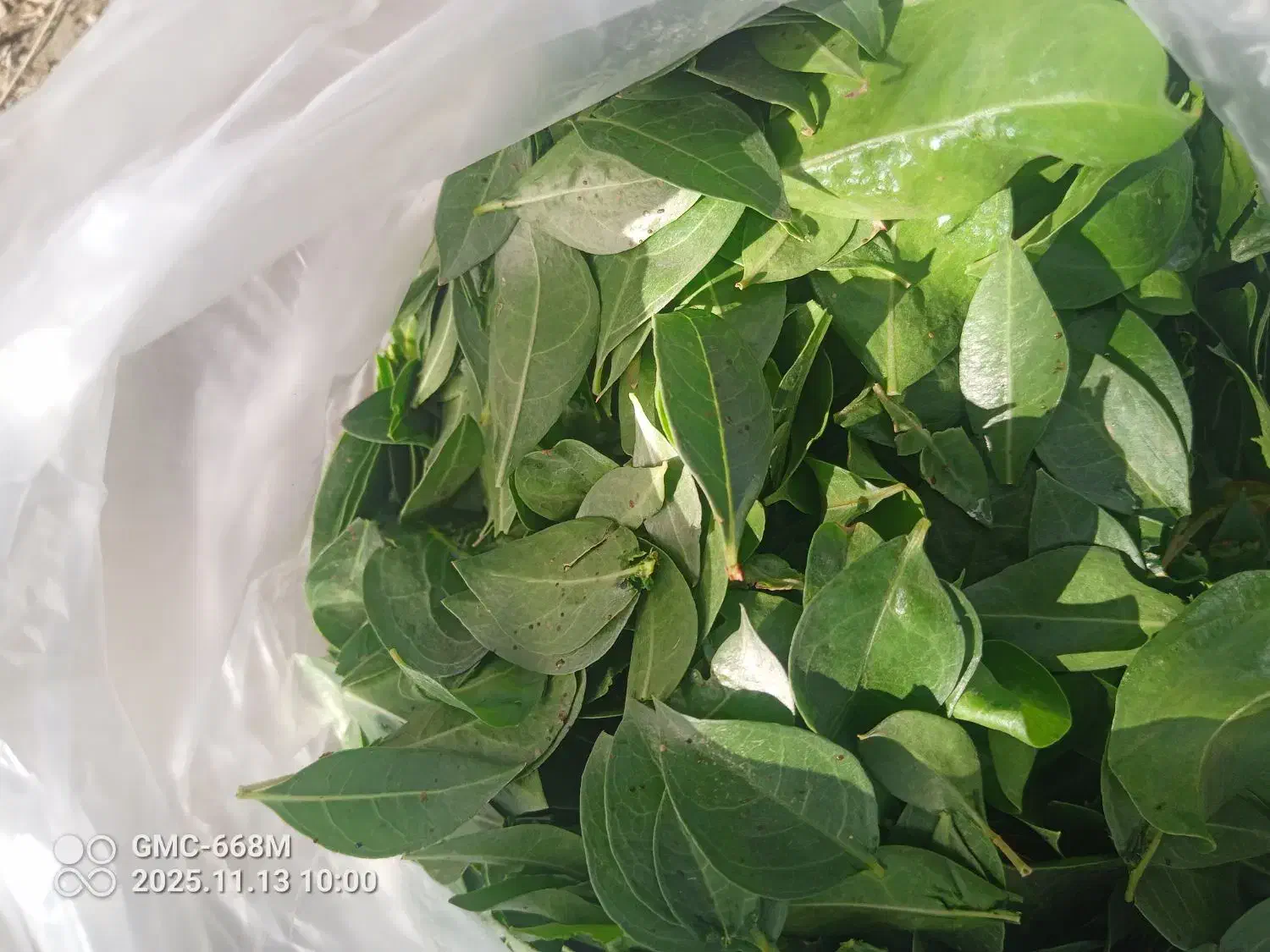 حنامحلی|گل و گیاه طبیعی|جیرفت, |دیوار