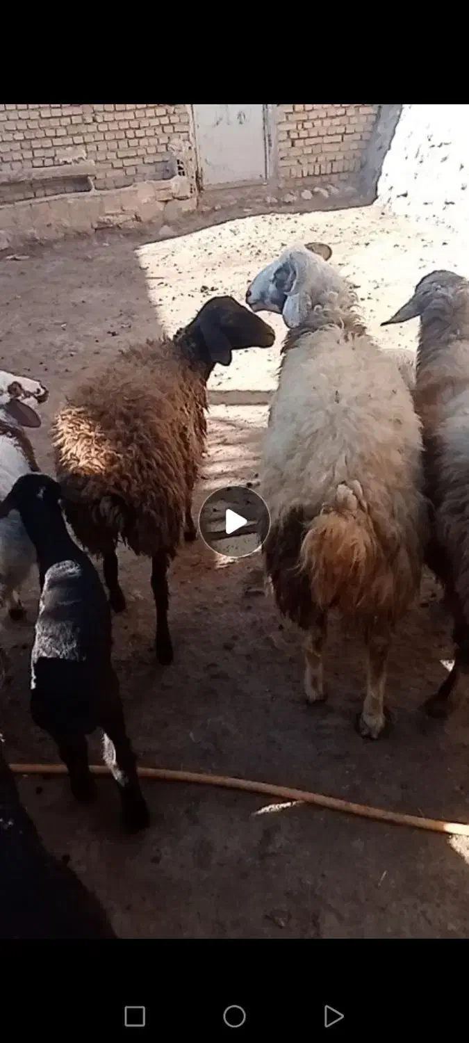 10 راس بره بهاره نر|حیوانات مزرعه|فیروزآباد (لرستان), |دیوار