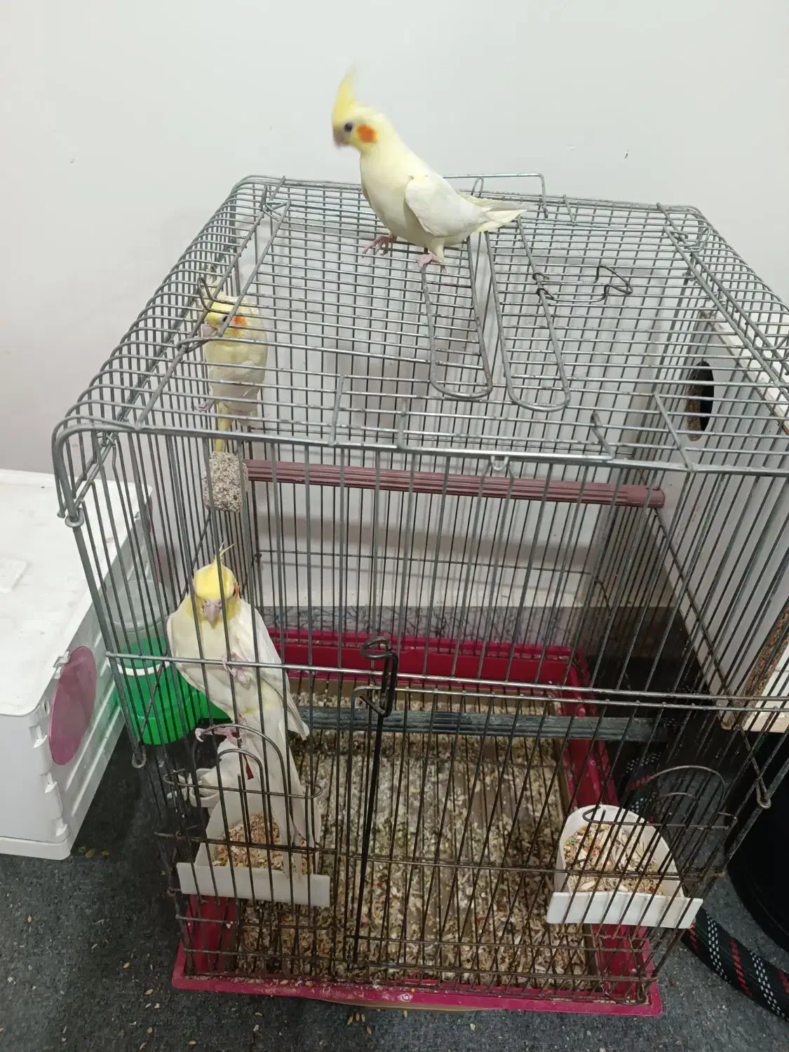 عروس هلندی همراه ۲جوجه|پرنده|کاشان, ملا حبیبالله شریف|دیوار