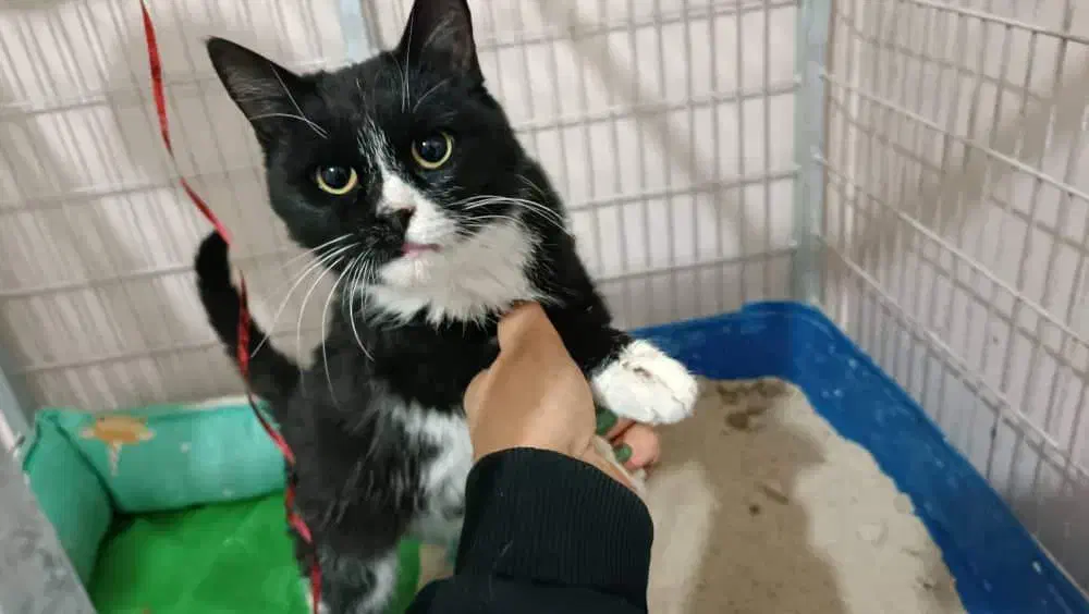 گربه مهربون و بغلی|گربه|کرمان, |دیوار