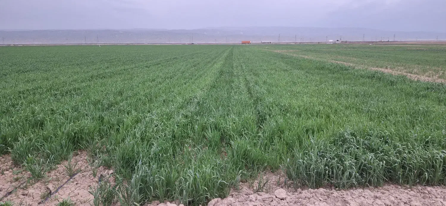 زمین دیم اجاره ای ۵۰۰ هکتار در بهتر اب و هوای قوچا|اجارهٔ دفتر صنعتی، کشاورزی، تجاری|آبکوه, |دیوار