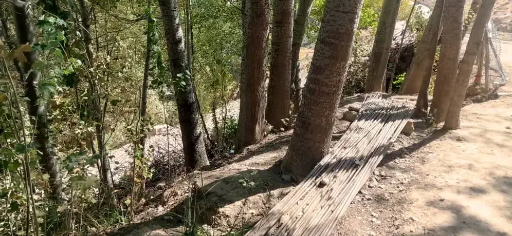 درخت کبوده|گل و گیاه طبیعی|فلارد, |دیوار