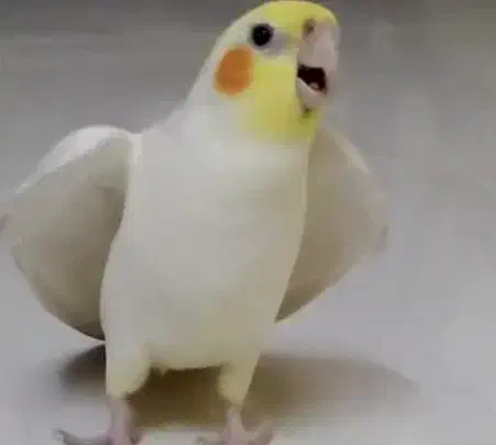 گمشده|اشیا|دوگنبدان, |دیوار