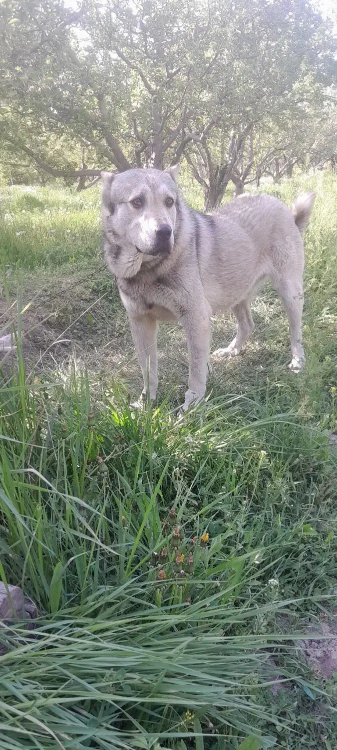 سگ واگذاری|سگ|ارومیه, |دیوار