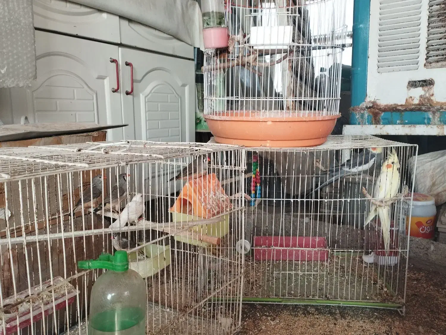 عروس هلندی و فنچ|پرنده|مشهد, شهرک ابوذر|دیوار