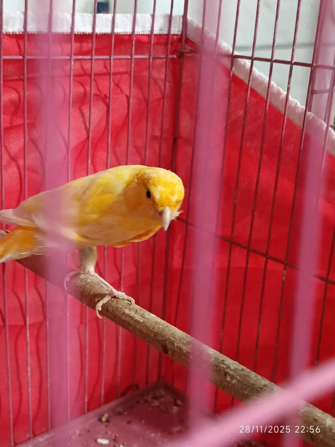 معاوضه قناری لاکی نر باسبز چمنی ماده|پرنده|شیراز, دست خضر|دیوار