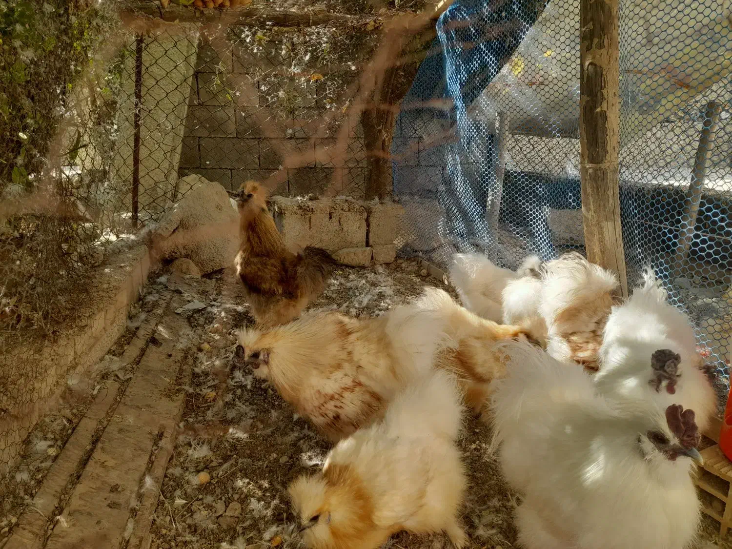 فروش خورس ابریشمی اصل|حیوانات مزرعه|باغ ملک, |دیوار