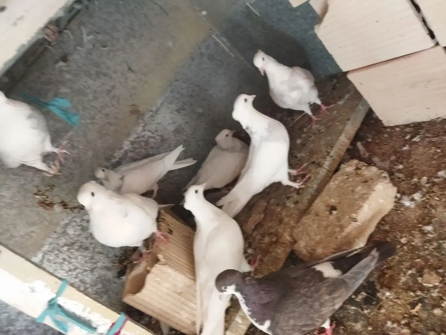 چند عدد کفتر|پرنده|مه ولات, |دیوار