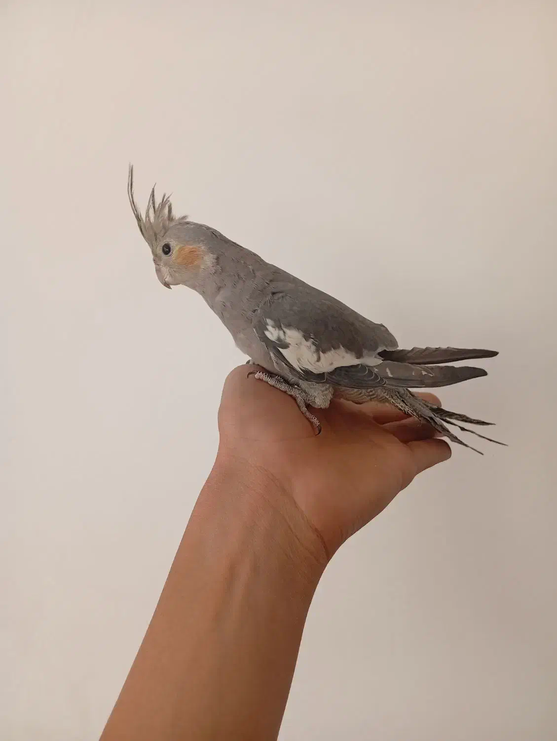 عروس هلندی دستی|پرنده|تفت, |دیوار