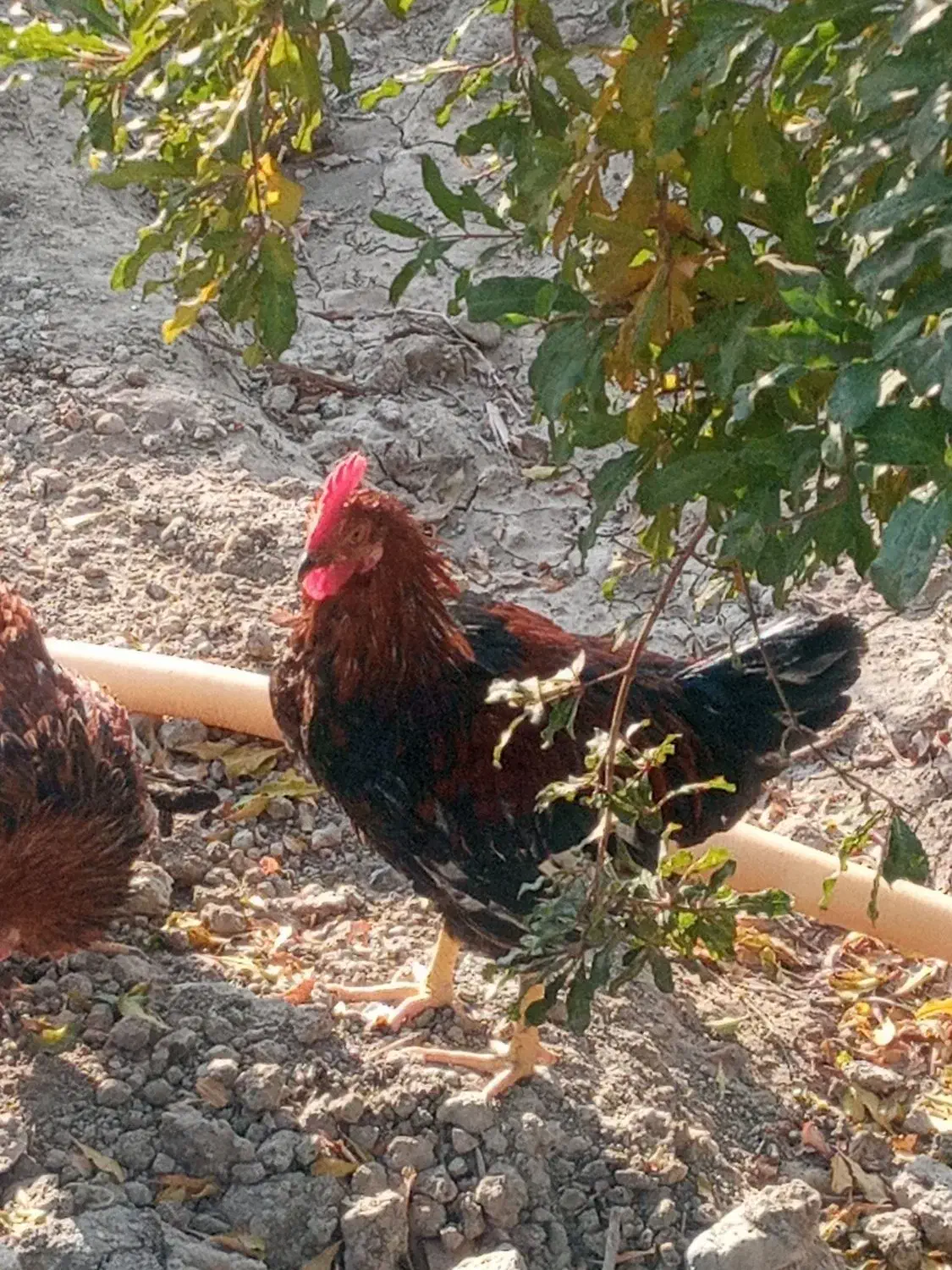 خروس|حیوانات مزرعه|محمدشهر, محمدشهر|دیوار