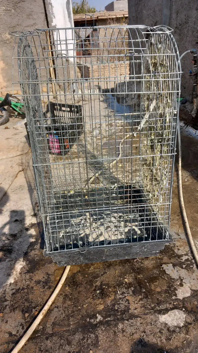 یک عدد قفس پرنده سایز بزگ فروشی|لوازم جانبی حیوانات|پیشوا, |دیوار