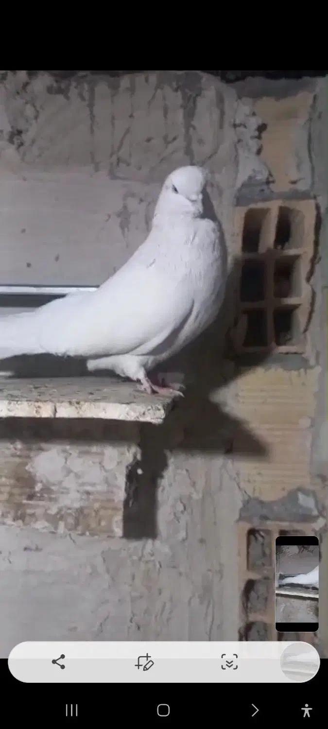 کبوتر سفید|پرنده|ارومیه, |دیوار