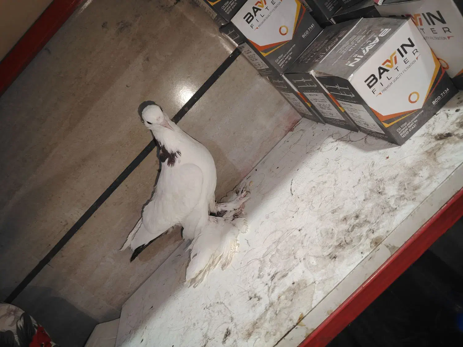 بوینی قرمز تهرانی|پرنده|مرند, |دیوار