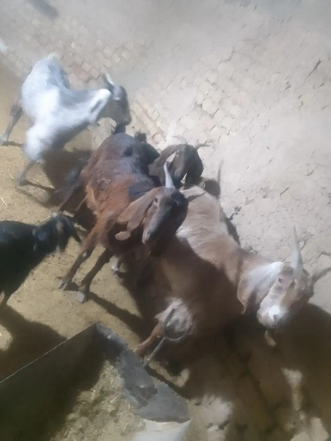 بز نژدی|حیوانات مزرعه|زرندیه, |دیوار