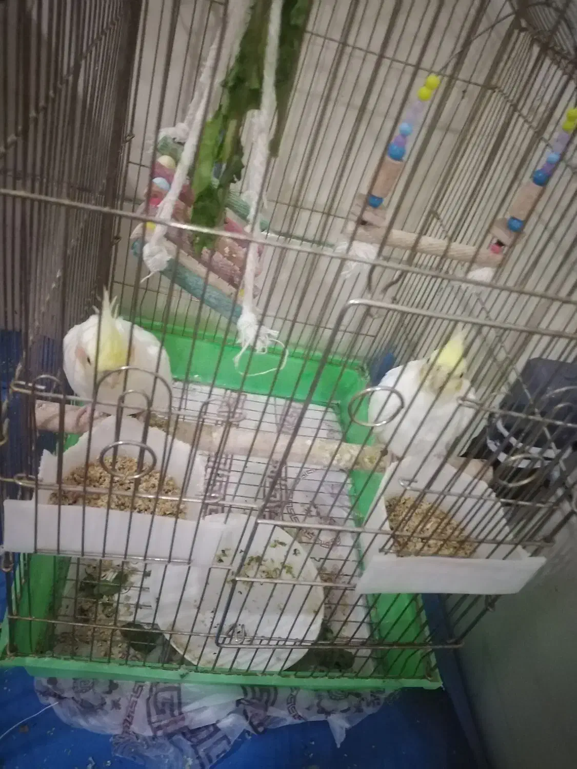 عروس هلندی|پرنده|زرقان, |دیوار