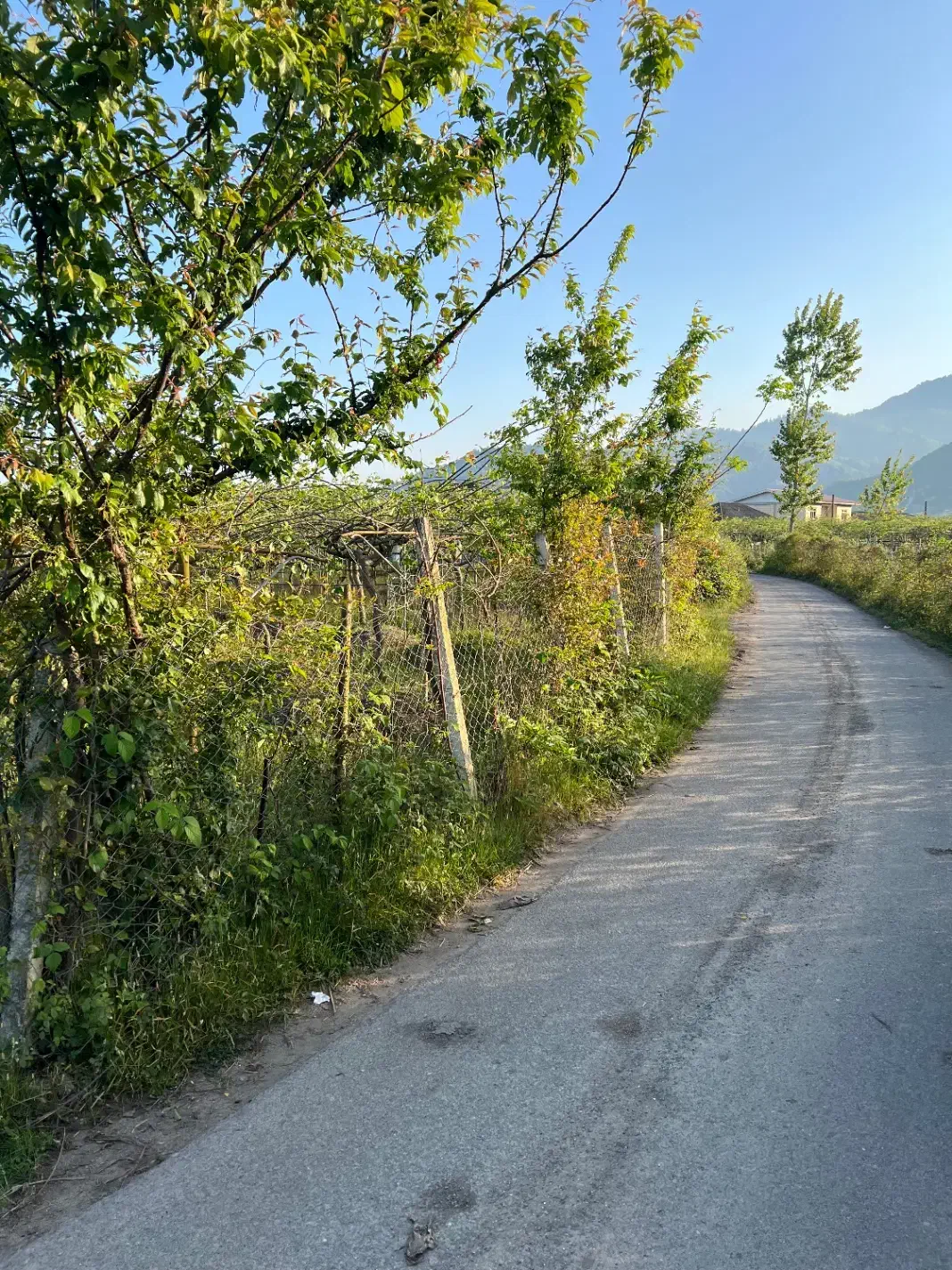 فروش باغ کیوی در شهرحویق|فروش زمین و ملک کلنگی|حویق, |دیوار