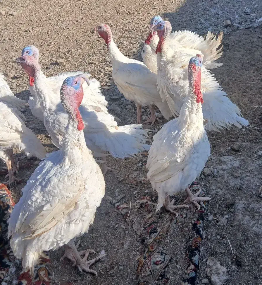 بوقلمون بیوتی 6 فوق سنگین|حیوانات مزرعه|پاسارگاد, |دیوار