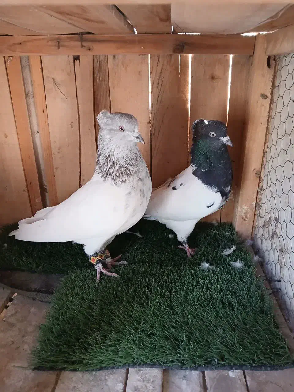 کبوتر کله ای و سرور،هم زمینی هم هوایی|پرنده|تهران, فلسطین (میدان انقلاب)|دیوار