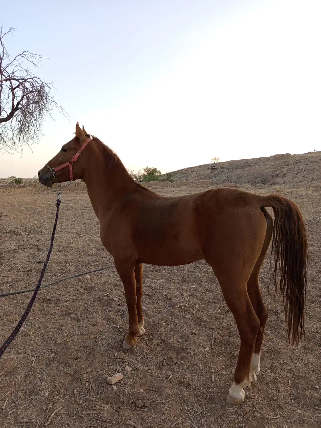 اسب|اسب و تجهیزات اسبسواری|نیر (یزد), |دیوار