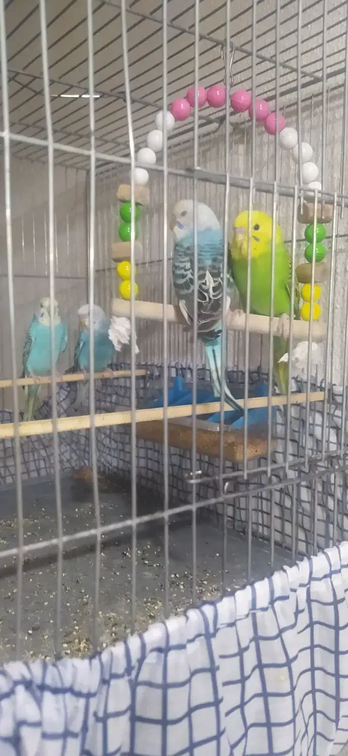 پرنده|پرنده|شاهینشهر, طالقانی|دیوار