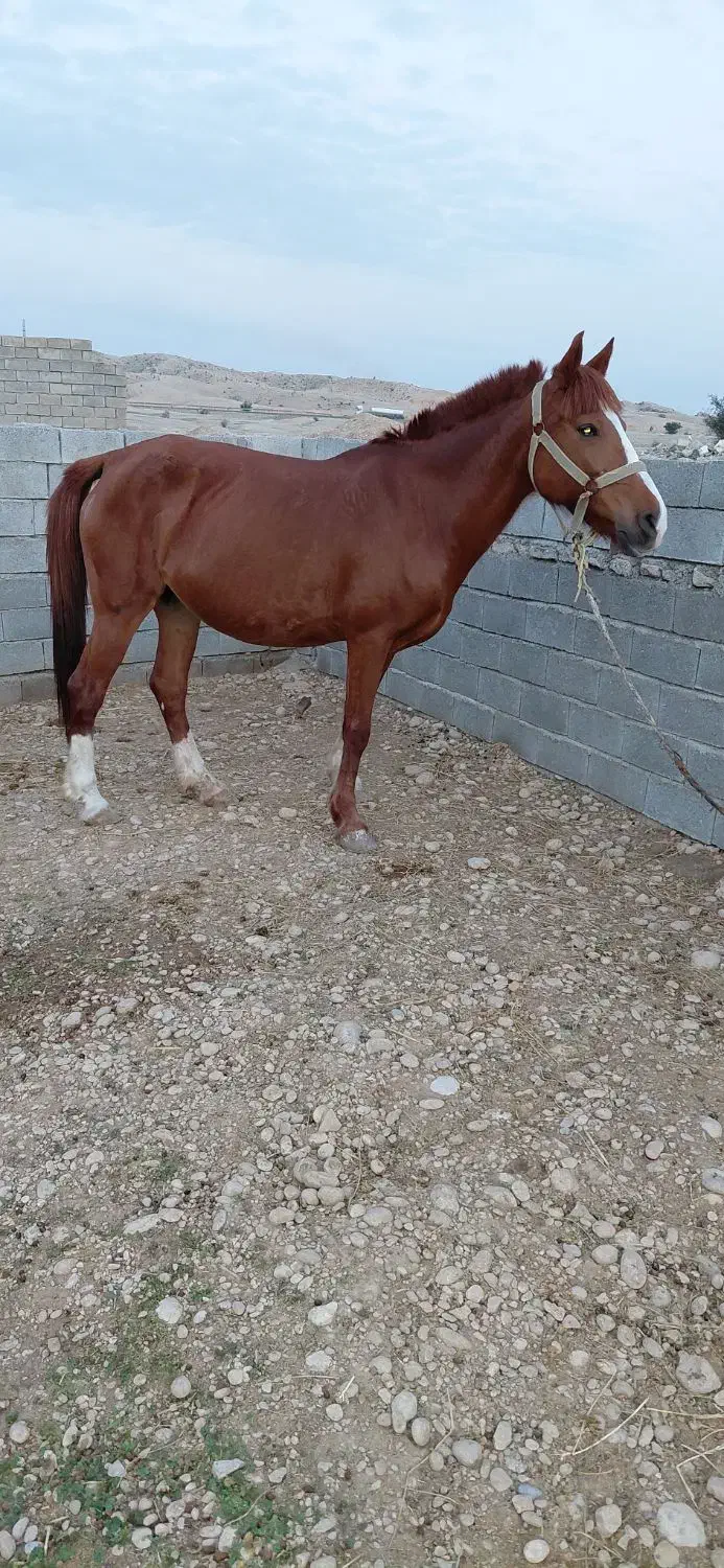 اسب مادیان|اسب و تجهیزات اسبسواری|بهبهان, |دیوار