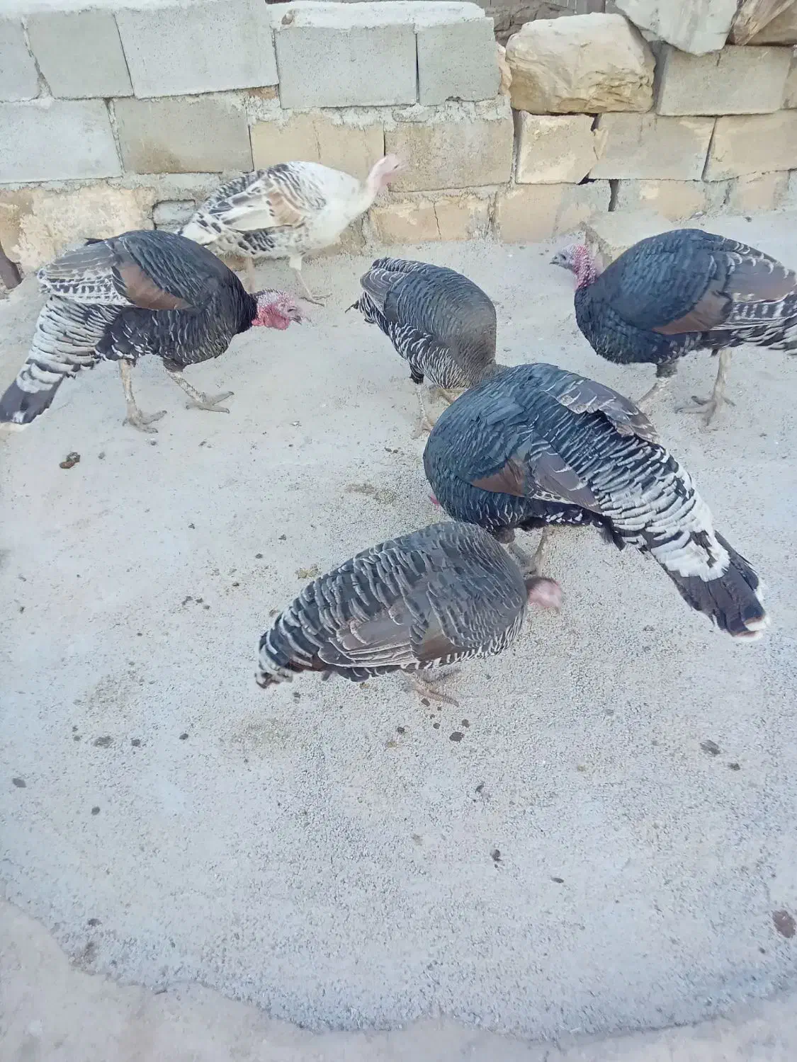 بوقلمون نر و ماده|حیوانات مزرعه|ایذه, |دیوار